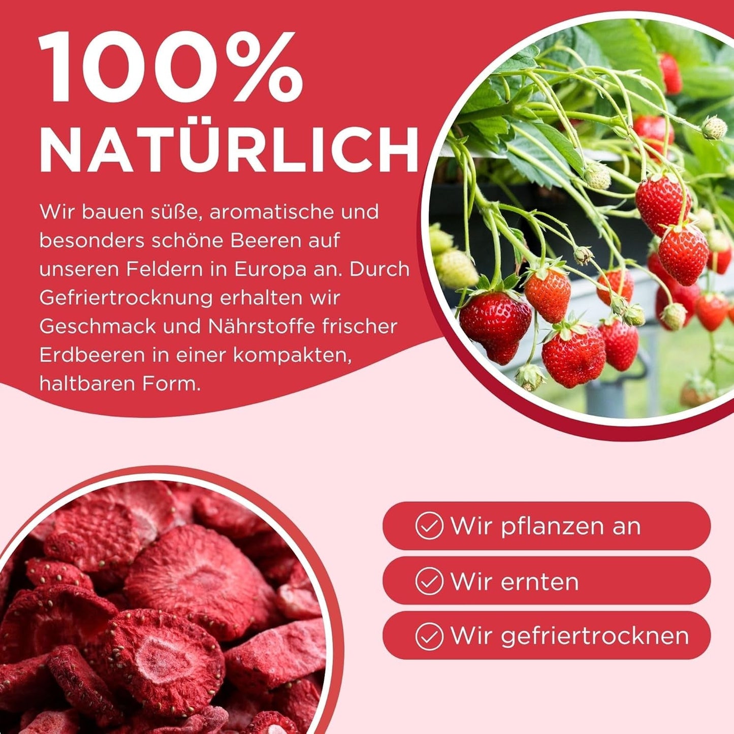Letnie truskawki liofilizowane - opakowanie 5 szt. - bez cukru, w 100% naturalne, pyszne chrupiące przekąski dla dzieci i dorosłych, idealne do płatków śniadaniowych i lunchboxów (55g) Produkty suszone Naty Shop