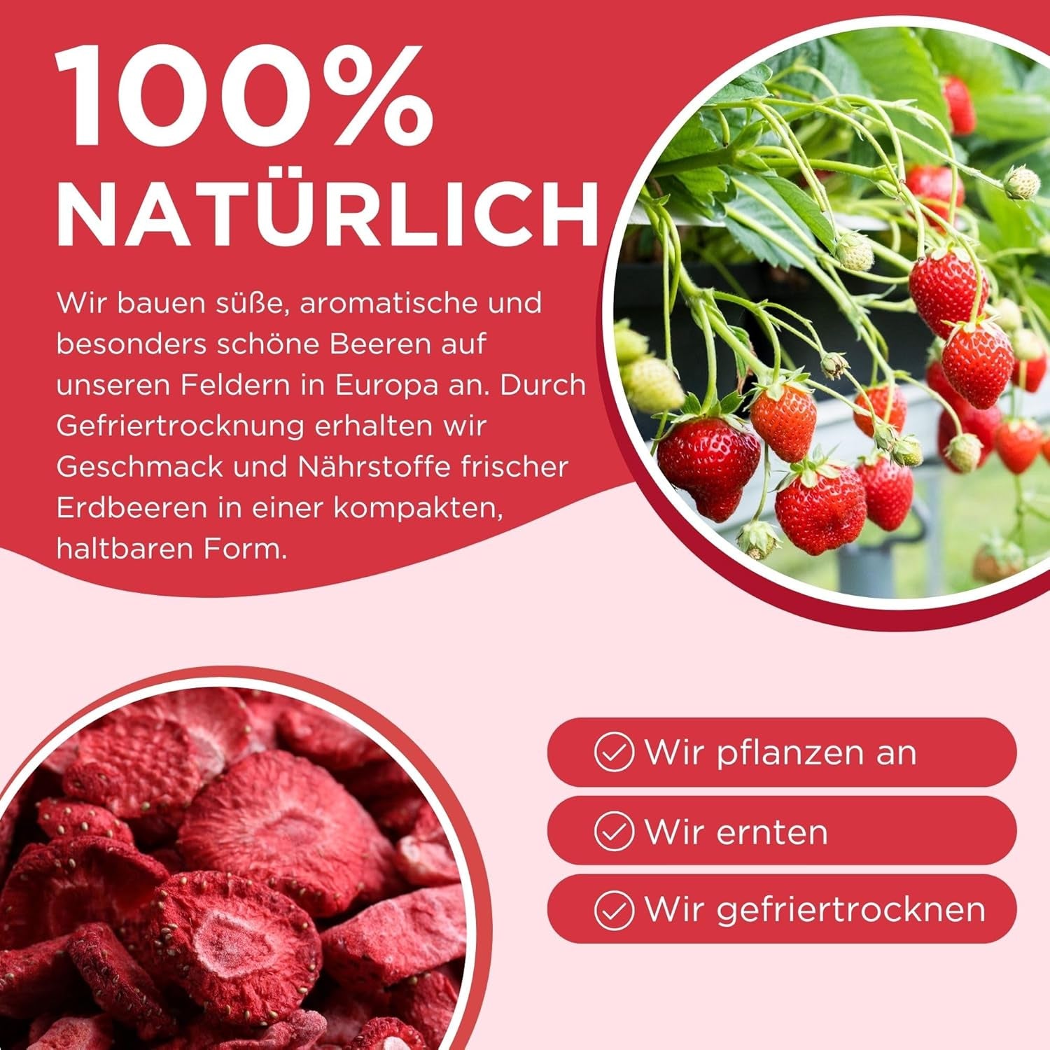 Letnie truskawki liofilizowane - opakowanie 5 szt. - bez cukru, w 100% naturalne, pyszne chrupiące przekąski dla dzieci i dorosłych, idealne do płatków śniadaniowych i lunchboxów (55g) Produkty suszone Naty Shop