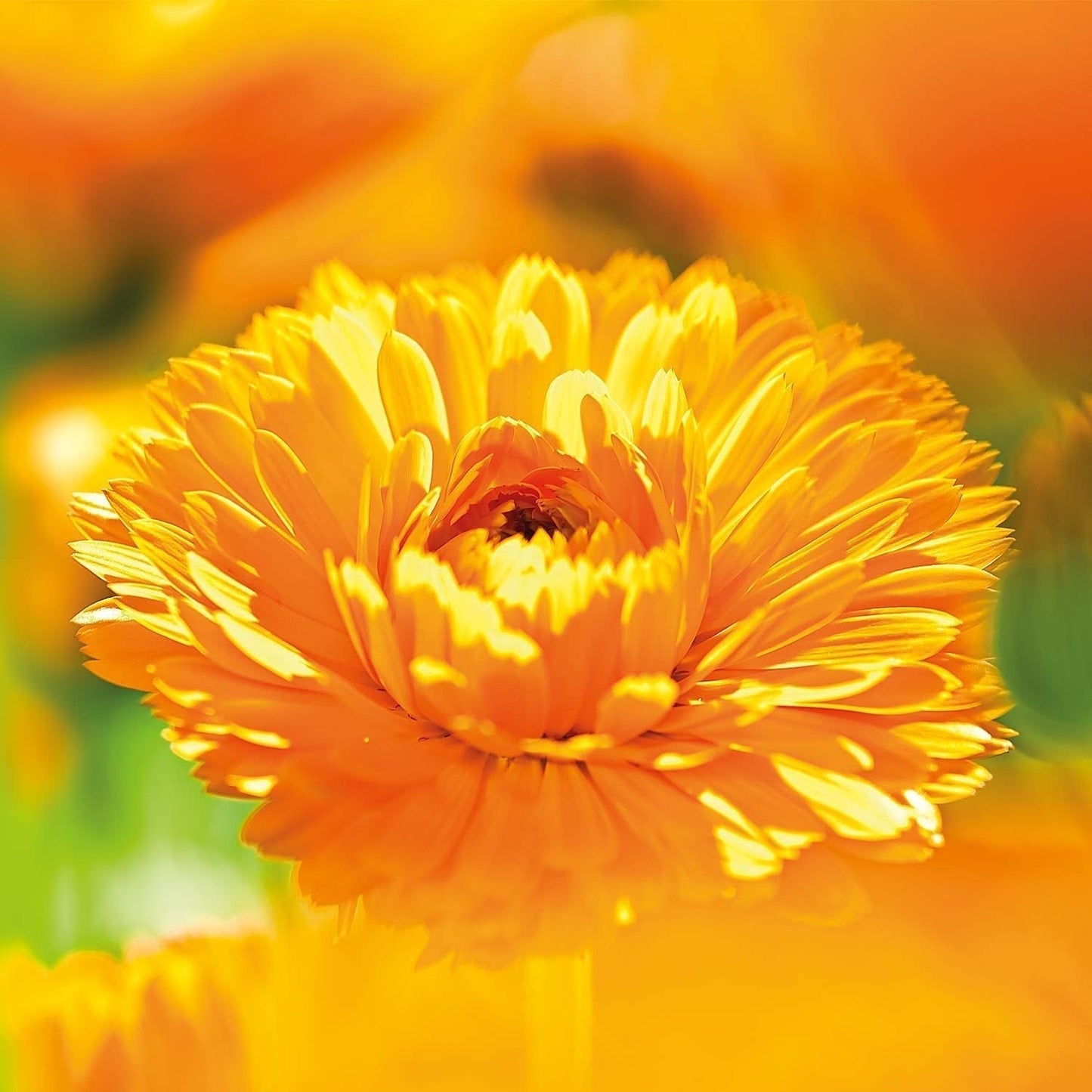 WELEDA Organic Baby Calendula Magic Balm - Uniwersalny balsam naturalnych kosmetyków do twarzy i ciała do pielęgnacji i łagodzenia suchej skóry i ust. Uniwersalny bogaty balsam dla niemowląt i dzieci (1x 25g) Dzieci - Kąpiel i pielęgnacja Naty Shop